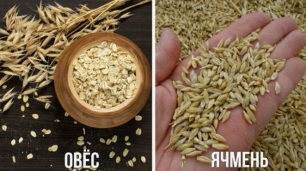 12 чудо-продуктов, снижающих уровень холестерина