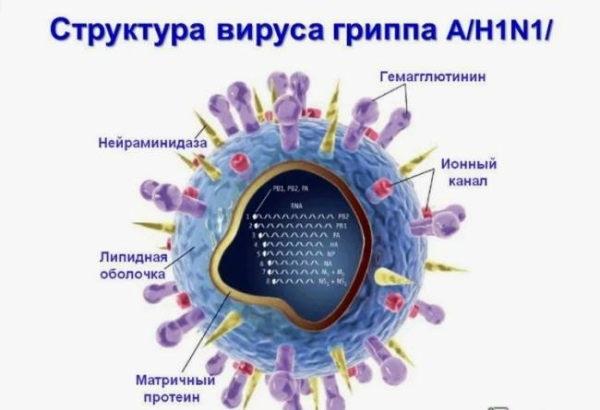 Что такое свиной грипп Что такое свиной грипп