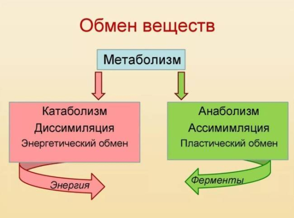 Как связаны метаболизм и возраст