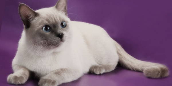 Тайская кошка Тайская кошка