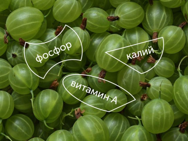 Все о пользе крыжовника