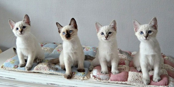 Тайская кошка Тайская кошка